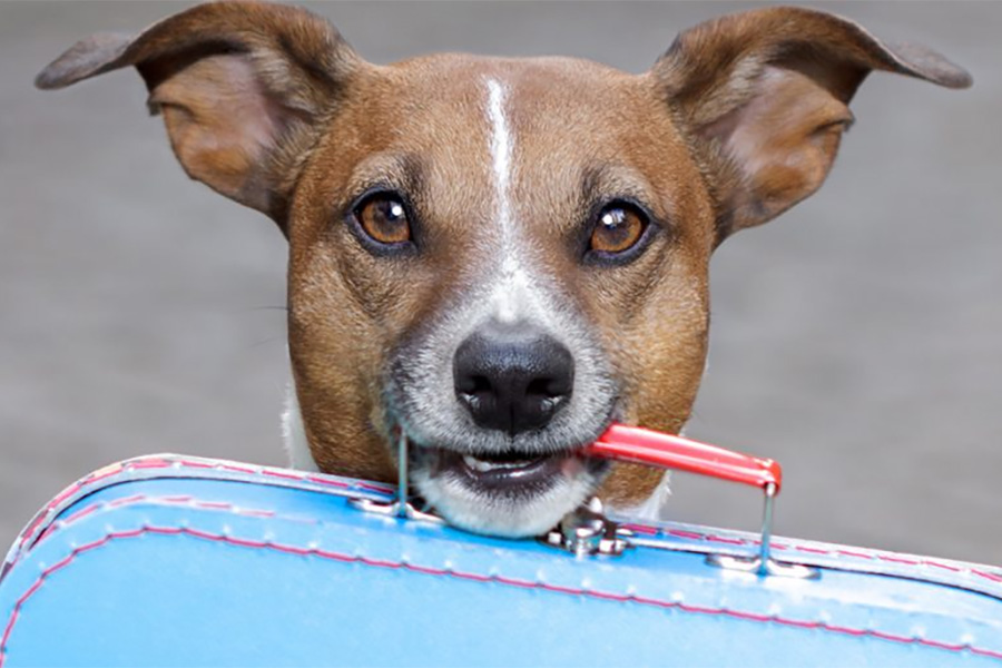 Perro sosteniendo una maleta con la boca por el asa